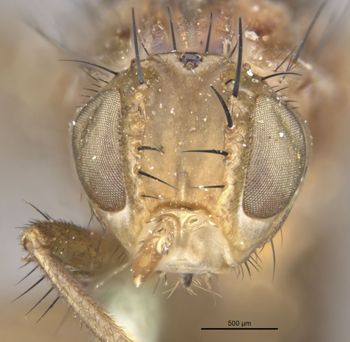 Media type: image;   Entomology 13288 Aspect: head frontal view